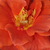 Orange - Rosiers floribunda - Diamant®